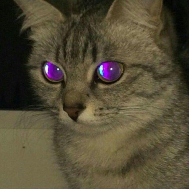Just a cat's Profile Picture In GameUP